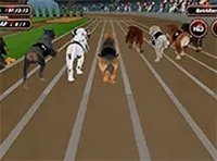 Dog Racing Dash